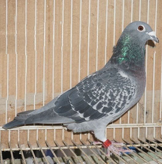 nl17-1052339bc.jpg
