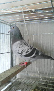 20080316084207.jpg