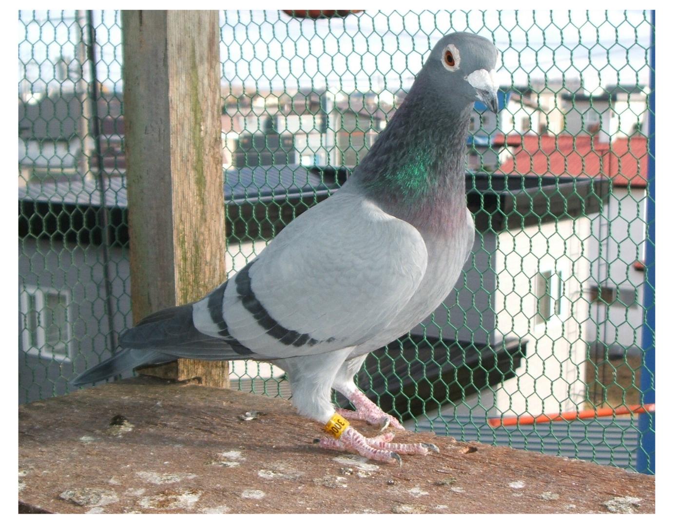bru-adonisu.jpg