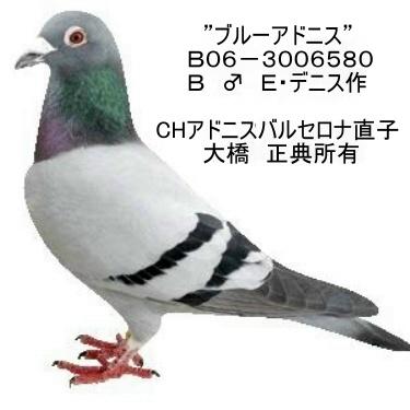 buru-adonisu.jpg