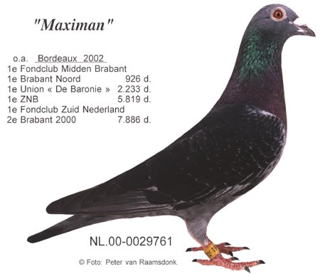 maximan.jpg