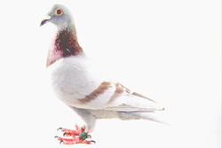 syanterisiruba-2.jpg