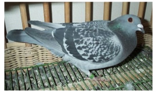 tukubaka-ra.jpg