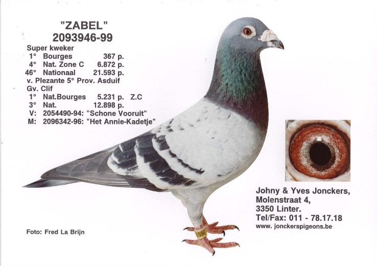 zabelsite.jpg