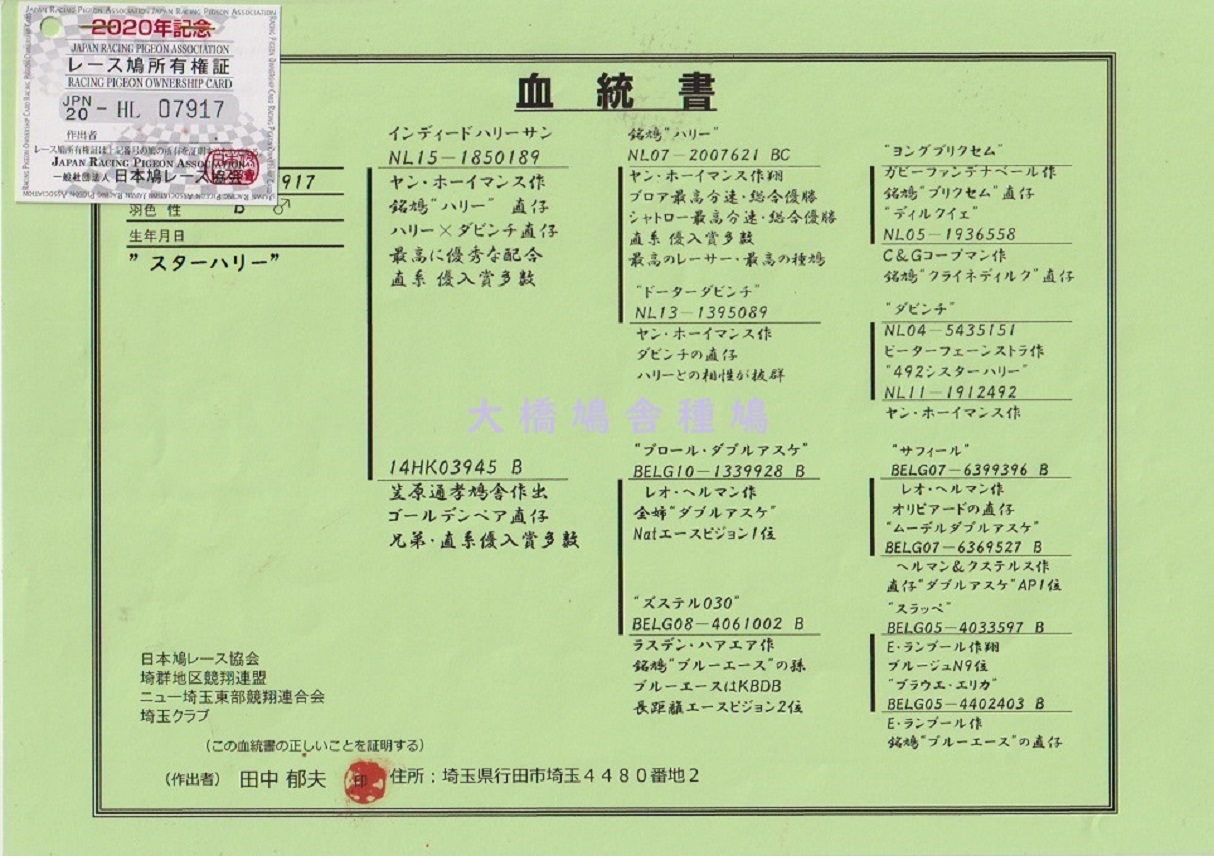 ハリースター.jpg